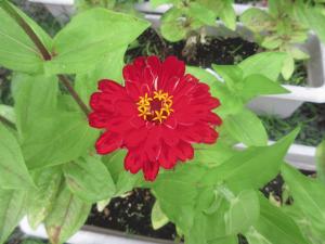IMG_0733.JPG