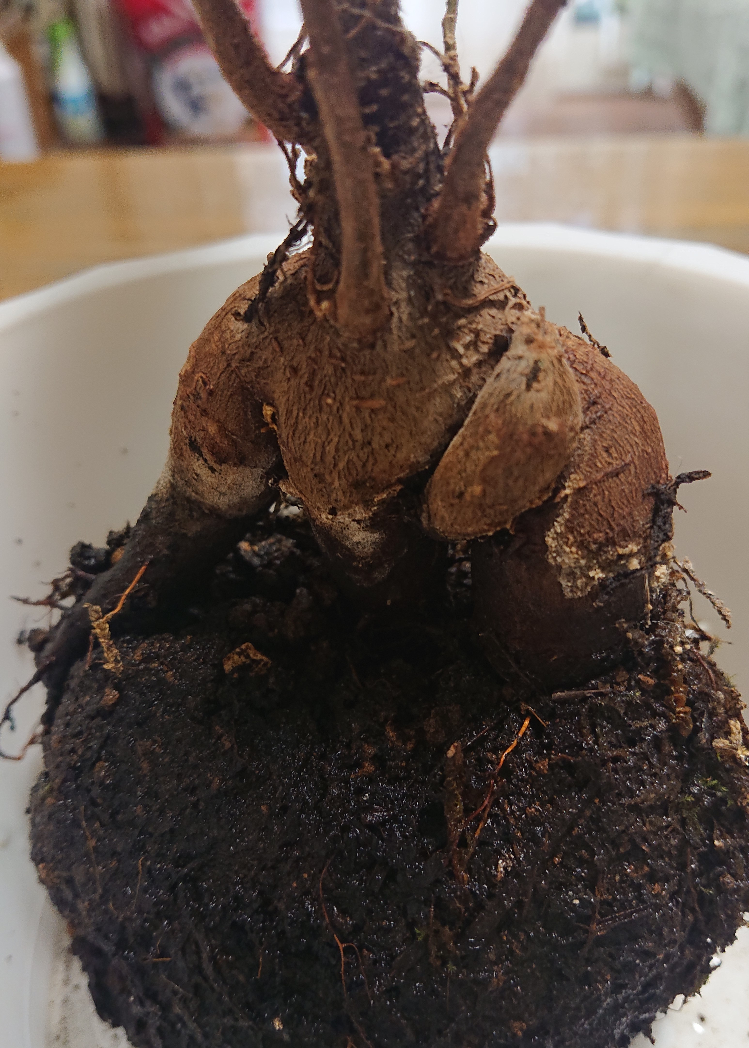 https://blog.magokorokaigo.com/staffblog/fuchinobe-gh/DSC_1504.JPG