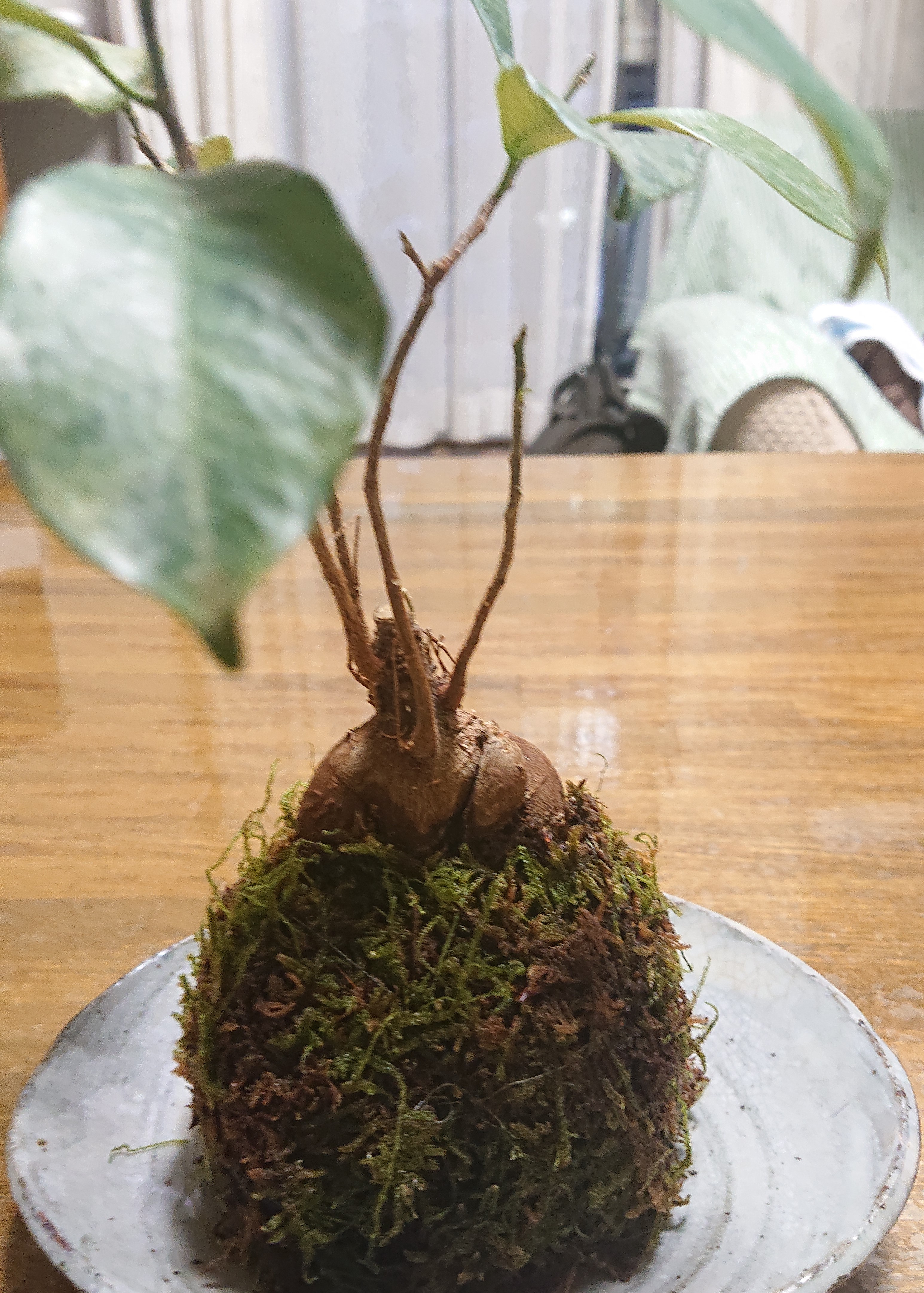 https://blog.magokorokaigo.com/staffblog/fuchinobe-gh/DSC_1507.JPG