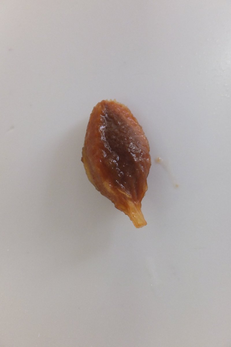 DSCF8388.JPG