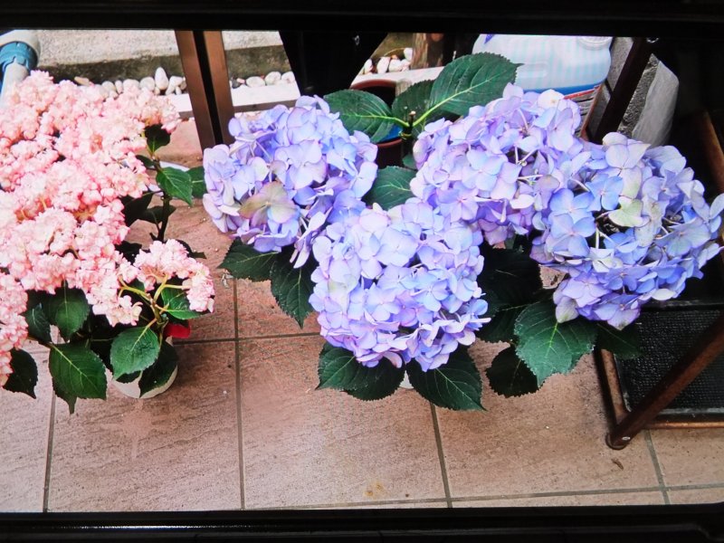 DSCF0420.JPG