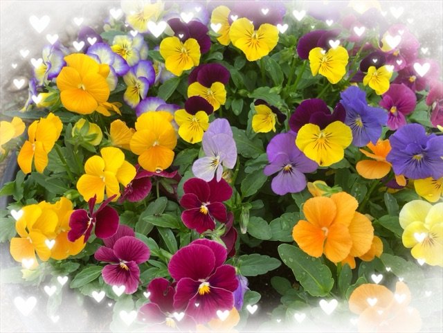 花壇495.jpg