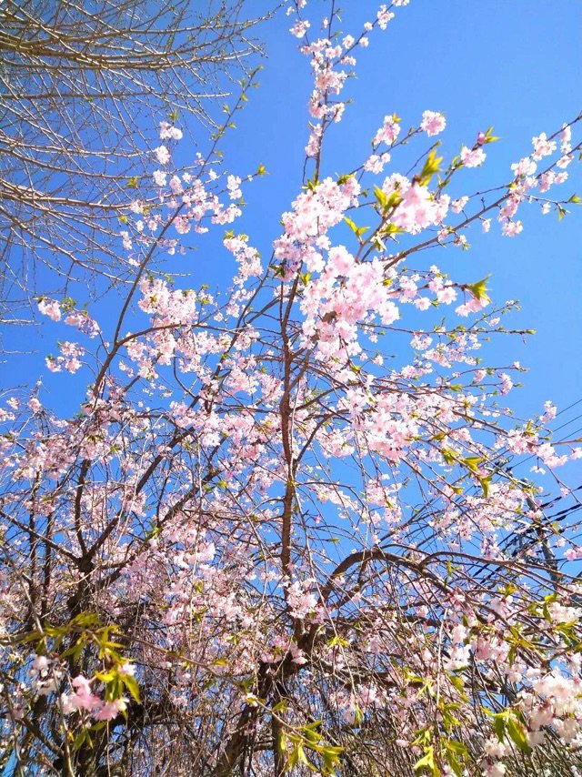 長徳寺225.jpg