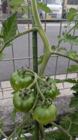 PXL_20260529_082608819.jpg