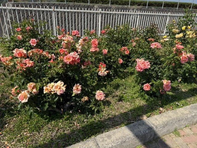 image6.jpeg