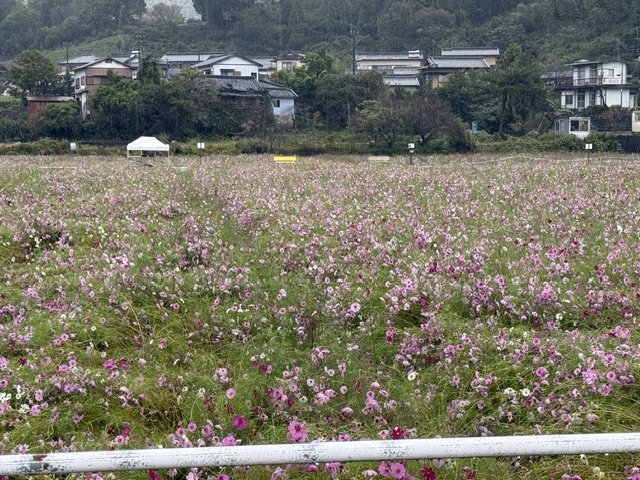 コスモスドライブ (7).jpeg