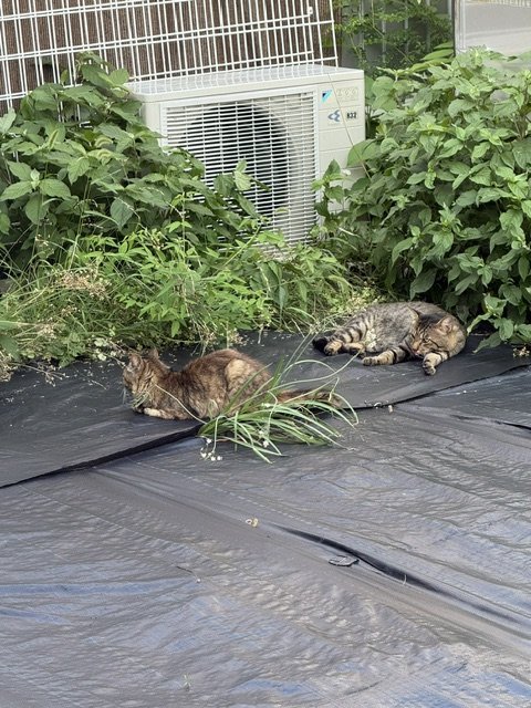 image0 (9).jpeg
