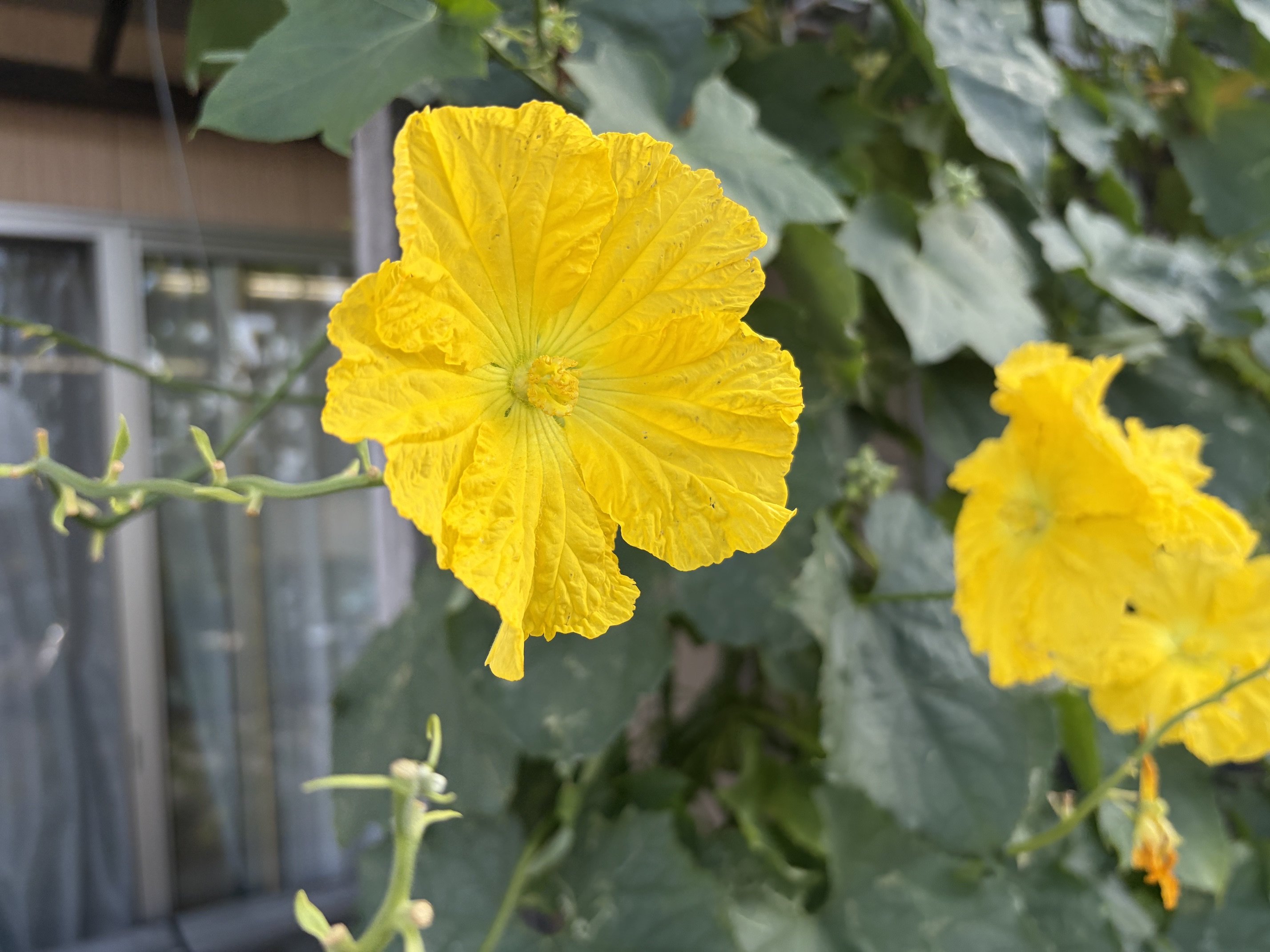 IMG_0037.jpeg