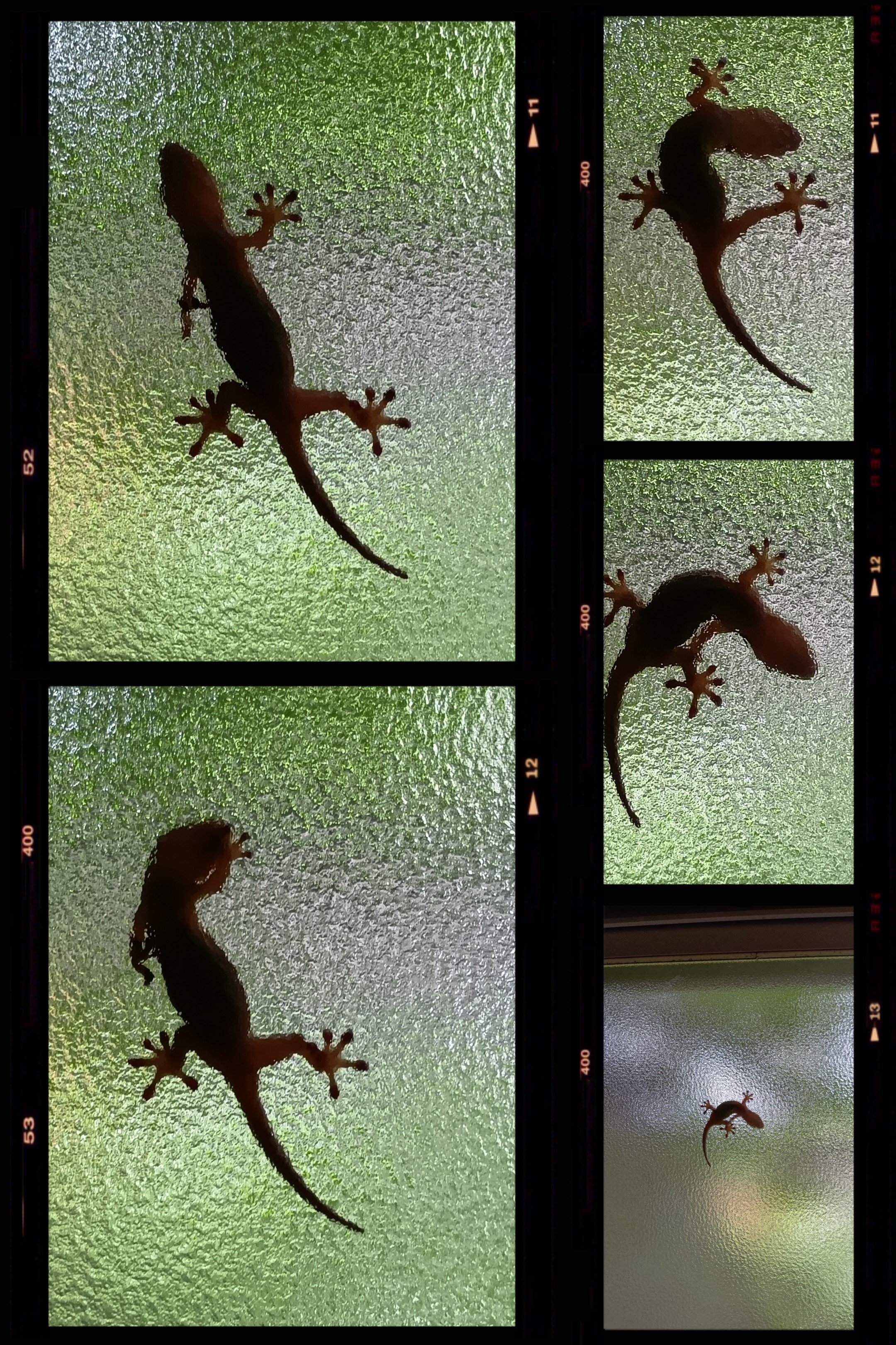 20260707_100336-COLLAGE.jpg