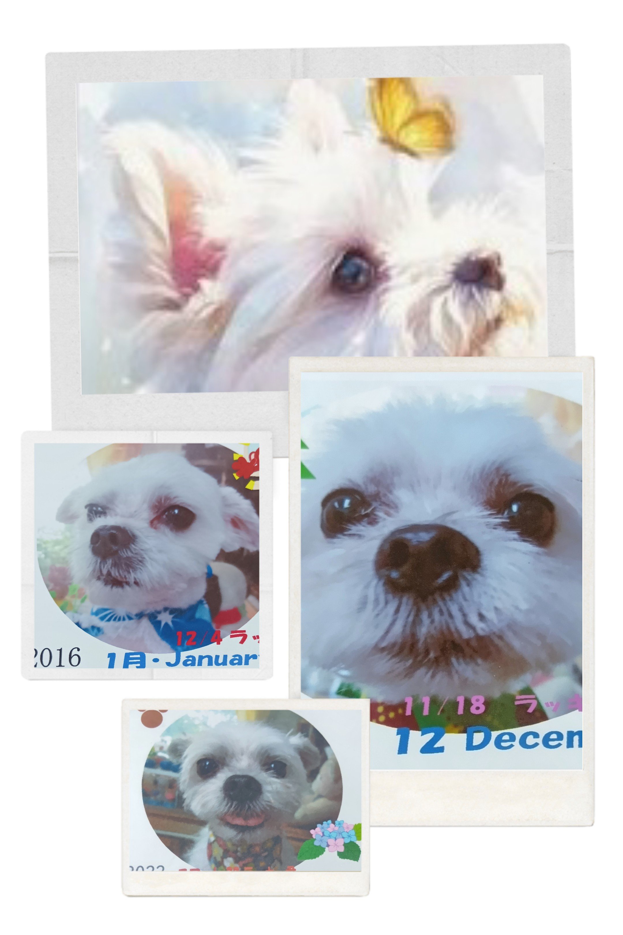 20260920_161627-COLLAGE.jpg
