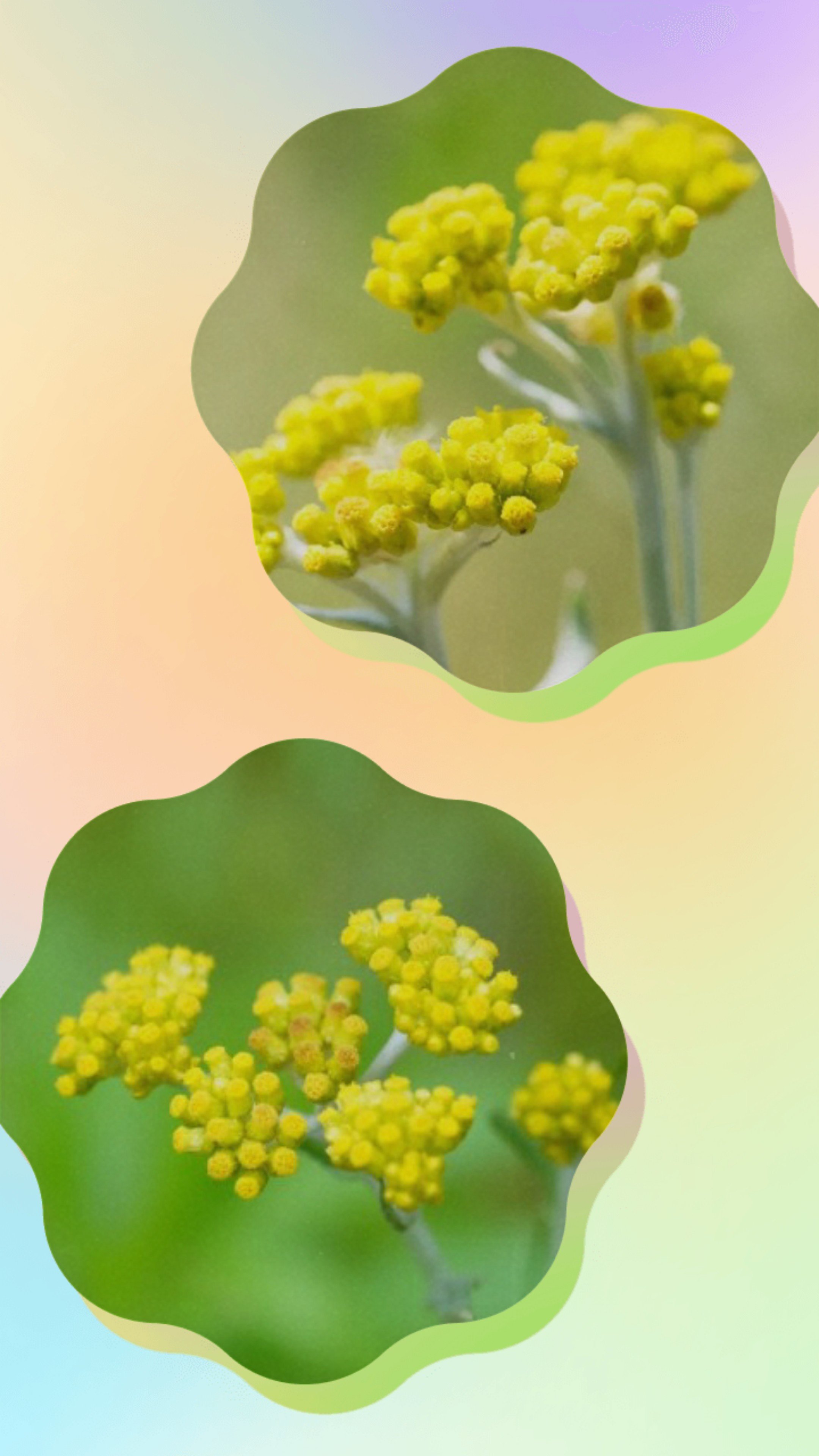 20261008_135439-COLLAGE.jpg