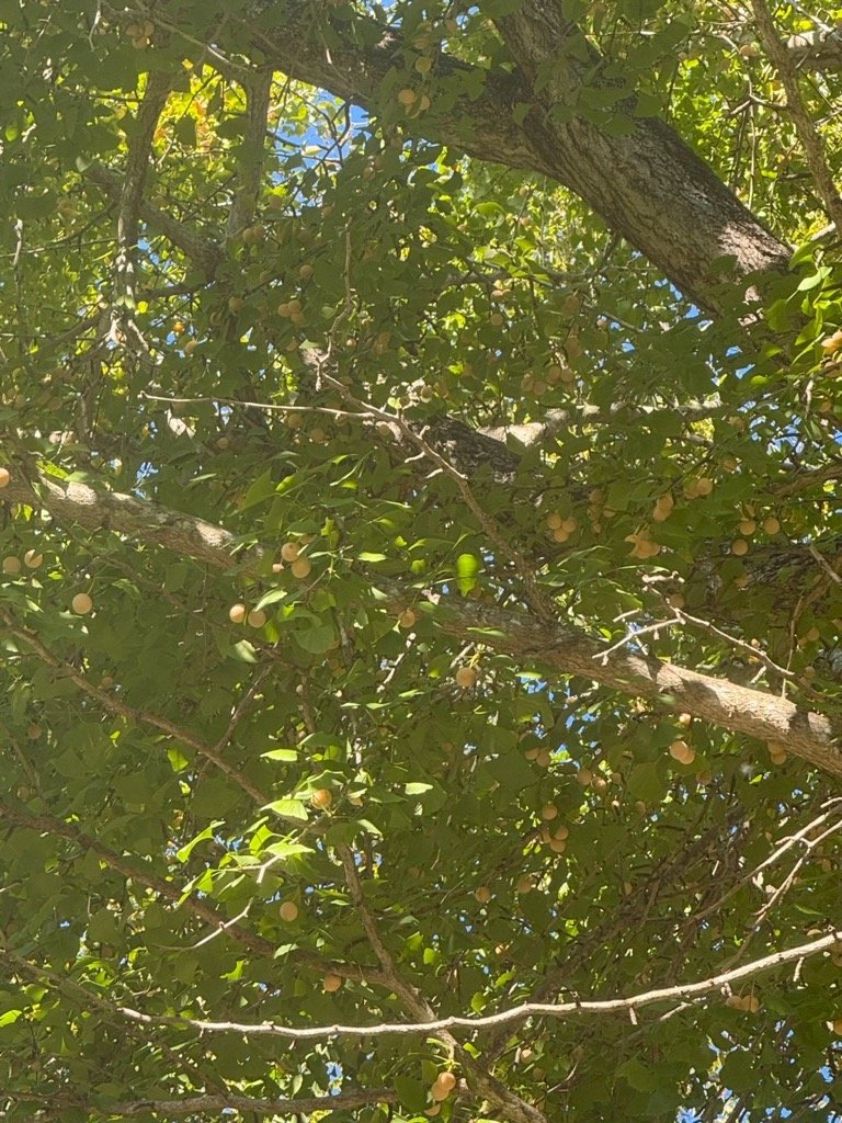 saved_file_1761784313882 (3).jpg